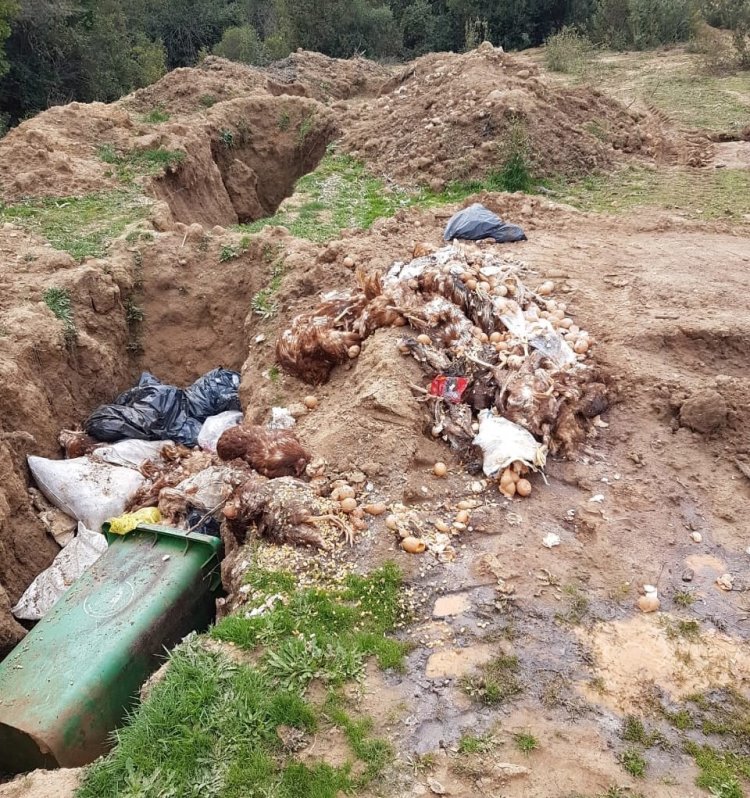 Ambientalistas denuncian vertido de residuos orgánicos y basura al interior del sector Bello Horizonte en el Valle del Ancoa de Linares