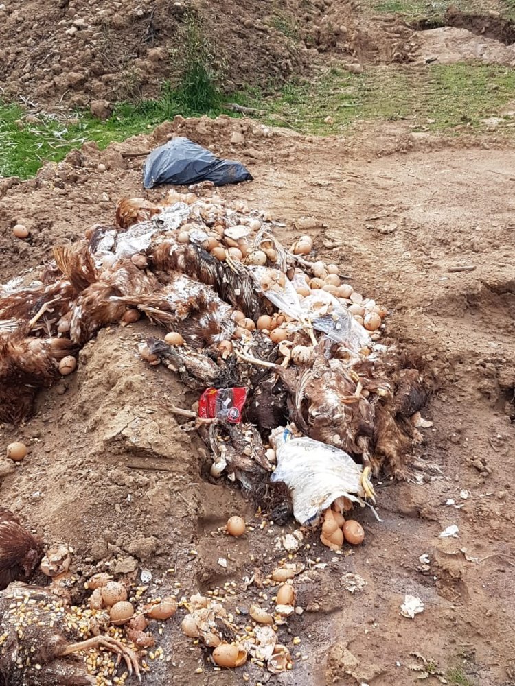 Ambientalistas denuncian vertido de residuos orgánicos y basura al interior del sector Bello Horizonte en el Valle del Ancoa de Linares