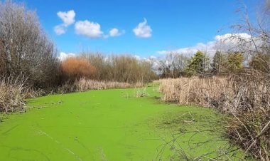 (VIDEO) Exitosa jornada de limpieza del humedal "Ayüwün" de Linares
