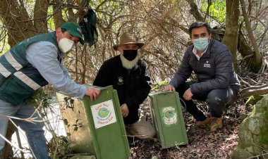 (VIDEO) Liberan en la Reserva Los Bellotos del Melado dos zorros chilla rehabilitados en Casa Noé