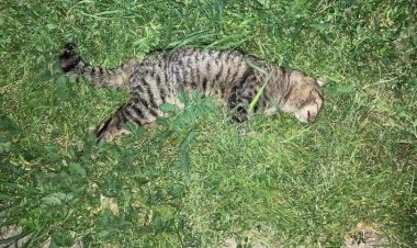 Movimiento Naranja denuncia envenenamiento de gatos en Villa Bello Horizonte de Linares