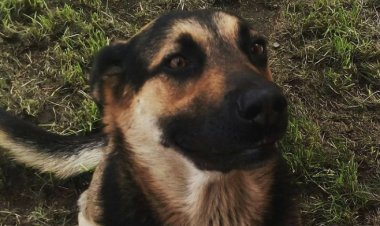 (VIDEO) Definitivo: alcalde confirma traslado de perrera municipal al sector Invernada de la localidad de San Antonio Encina