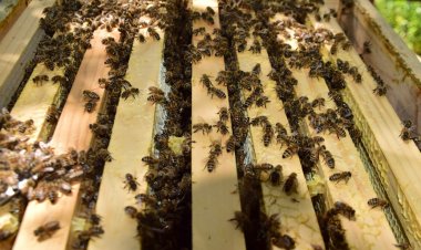 Investigadores crearán sistema de apoyo a producción de miel que fomenta adaptación al cambio climático en rubro apícola