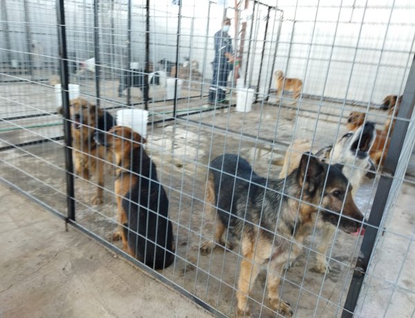 (AUDIOS) Concejales fiscalizaron nueva perrera municipal en el sector Invernada de la localidad de San Antonio