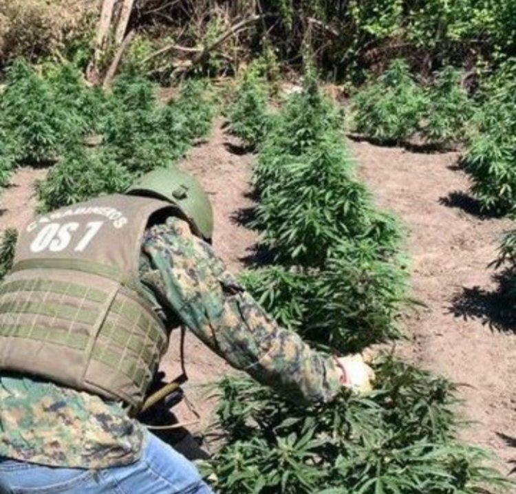 OS7 de Carabineros tasó en 500 000 000 pesos decomiso de marihuana en la comuna de Colbún