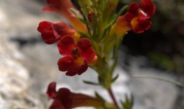 El Mercurio "Domingo" destacó hallazgo de nueva planta endémica en el Santuario Achibueno descubierta por el linarense David Santos Becerra