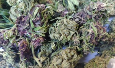 PDI de Linares concreta el primer decomiso de marihuana morada