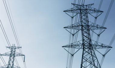 Investigación confirma efectos negativos   del tendido eléctrico sobre las abejas