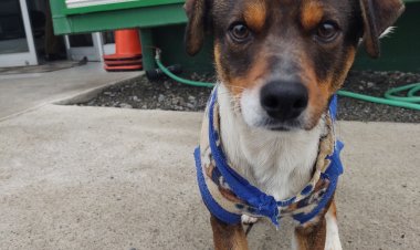 Juanito: el guardián de la Tenencia de Carreteras de Carabineros de Linares