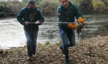 (VIDEO SENSIBLE) Rescatan zorro culpeo con distemper en inmediaciones del río Putagán