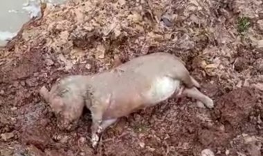 (IMAGEN SENSIBLE ) Peritos de la BICRIM de Linares y LACRIM Talca de la PDI hicieron minuciosa revisión de la perrera municipal tras denuncia de “maltrato animal”