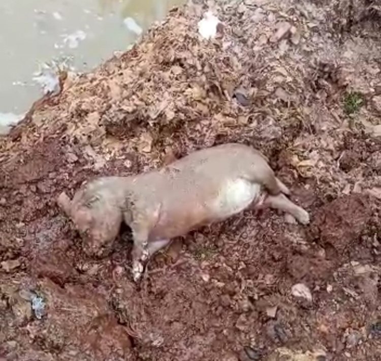 (IMAGEN SENSIBLE ) Peritos de la BICRIM de Linares y LACRIM Talca de la PDI hicieron minuciosa revisión de la perrera municipal tras denuncia de “maltrato animal”