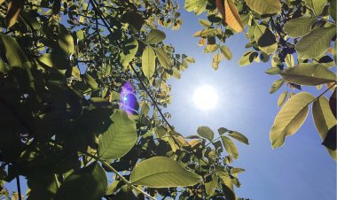 No descartan intensas olas de calor en la zona central durante el próximo verano