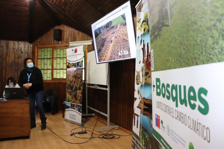Proyecto +Bosques, juntos contra el cambio climático: extienden postulación a concurso público para restaurar bosque nativo en el Maule