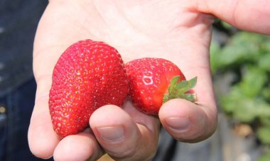Ministerio de Agricultura anuncia 2 mil millones de pesos para ir en ayuda de los productores de frutillas afectados por plaga de nemátodo