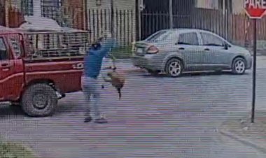 (VIDEO) Impacto por supuesto caso de maltrato animal en Linares