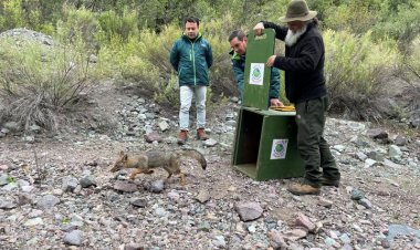 Exitosa liberación de zorro chilla y tres tiuques se realizó en precordillera de la provincia de Talca