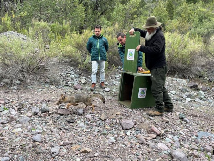 Exitosa liberación de zorro chilla y tres tiuques se realizó en precordillera de la provincia de Talca