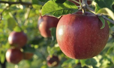 Olas de calor afectarían producción agrícola chilena