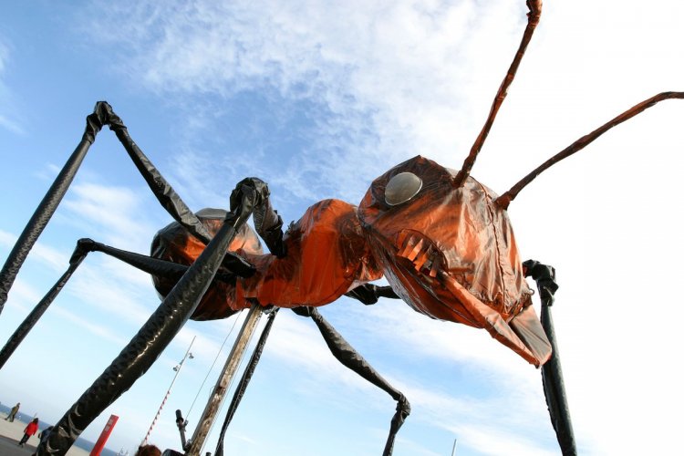 Talca: insectos gigantes invadirán la Alameda