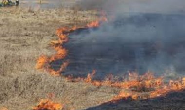 Migrante haitiano es detenido como sospechoso de provocar incendio de pastizales