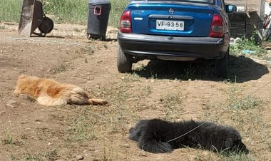 (IMAGEN SENSIBLE) Caída de cable del tendido eléctrico mató dos perros chow chow  al interior de domicilio del sector San Antonio Encina
