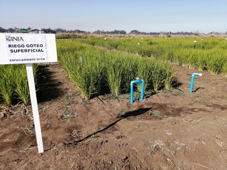 Implementación de riego por goteo en cultivos de arroz permitirá ahorrar un 60 por ciento de agua