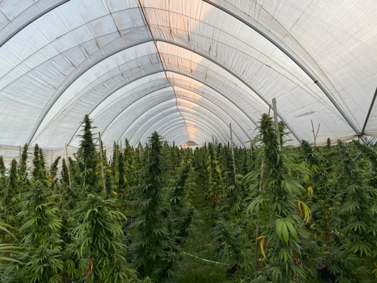 Detectan nueve invernaderos con plantas de cannabis sativa al interior de predio agrícola del sector La Aguada en la comuna de Longaví