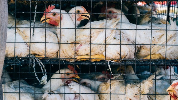 Brote de gripe Aviar obligó a sacrificar más de cuatro mil aves al interior de Escuela Agrícola Salesianos de Linares