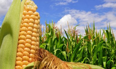 Cotrisa inicia Programa de Compra de Maíz 2023