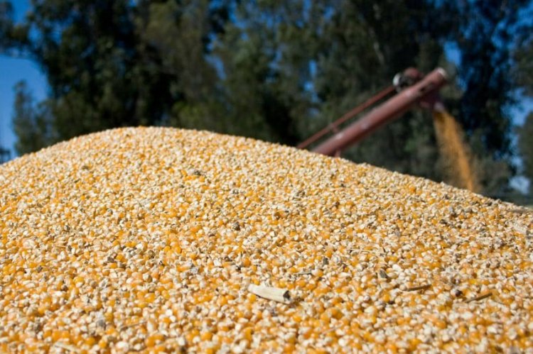 Ministro Valenzuela anuncia proceso de compra de maíz por parte de Cotrisa a pequeños productores