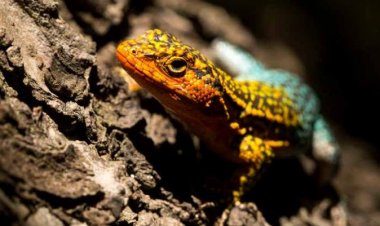 Seremi del Medio Ambiente invita a participar en el 20° Proceso de Clasificación de Especies Nativas de Chile