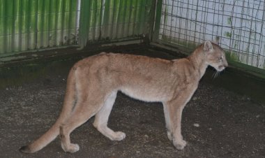 En Casa Noé, Mundo Animal de Linares rehabilitan a una puma hembra capturada por el SAG en la localidad de Los Queñes
