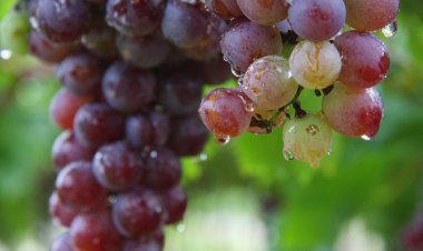 Por las lluvias, Fedefruta insta a los productores a accionar todas las medidas para evitar daños en la cosecha