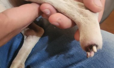 (VIDEO SENSIBLE) Linares: impacto por nuevo caso de maltrato animal