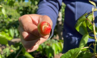 Lluvias primaverales generan daños en la fruticultura
