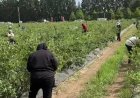 (VIDEO) Positiva temporada de cosecha de arándanos en Exportadora San Rafael Limitada: más de mil personas trabajando y apuntando a nuevos mercados