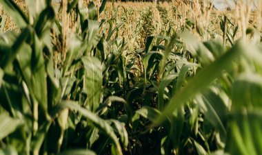 Aumento de las temperaturas podría complicar a la agricultura de la zona central del país