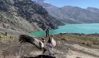 (VIDEO) Maravilloso: liberan cóndor hembra rehabilitada en "Casa Noé, Mundo Animal" de Linares