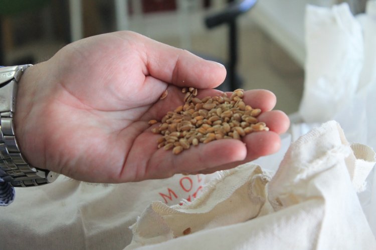 COTRISA abre proceso de compra de trigo para la presente temporada