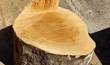 Mutilación de árboles en el centro de Linares: municipio cursará multa al Supermercado El Trébol