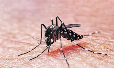 Es poco probable que los contagios de dengue  se extiendan por fuera de la Región del Maule