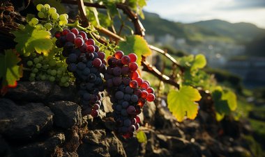 Cambio climático: ¿una amenaza para la producción vitivinícola en Chile?