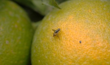 Mosca de la Fruta: ¿Por qué es tan temido su ingreso a Chile?