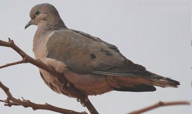 SAG prohíbe la caza de tórtolas por esta temporada
