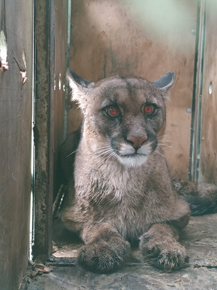 Puma rescatado de “guache” en Romeral fue devuelto a su hábitat