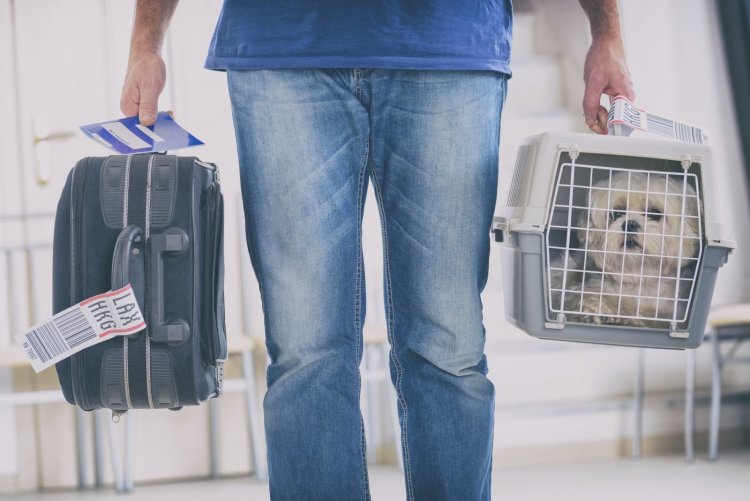 Debido al aumento de viajes con mascotas, el SAG facilita trámites para dueños de perros y gatos