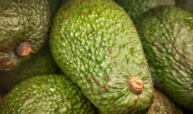 Chile exporta melones a Brasil y fortalece relaciones comerciales con la importación de paltas