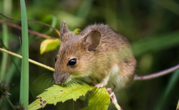 Hanta Virus: ¿zoonosis estacional?