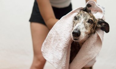 Temporada de pulgas y garrapatas: ¿qué cuidados debemos tener con nuestras mascotas?